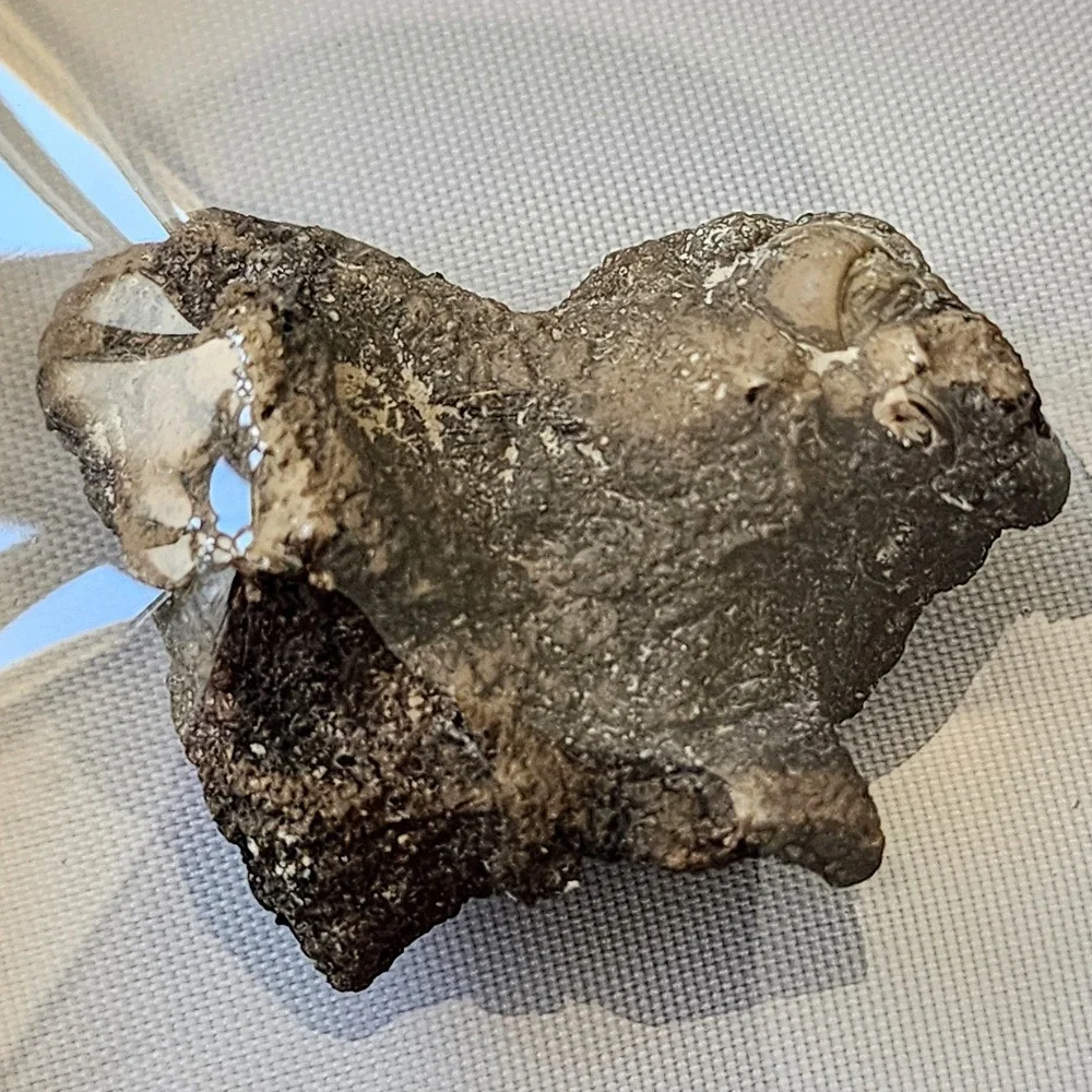 Unique Heart Shaped Late Cretaceous Period Fossil Cluster in Matrix Display Rare